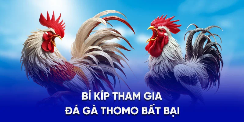 Đá Gà Thomo 78WIN - Giới Thiệu Sân Chơi Trực Tuyến Uy Tín 3 Bí kíp tham gia đá gà Thomo bất bại
