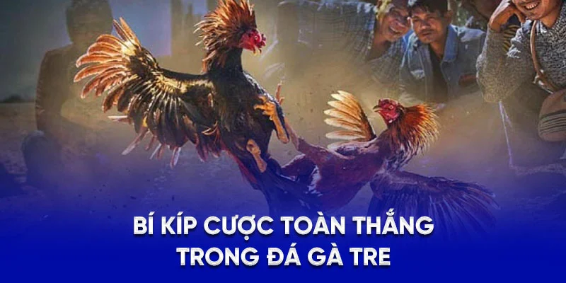 Bí kíp cược toàn thắng trong đá gà tre