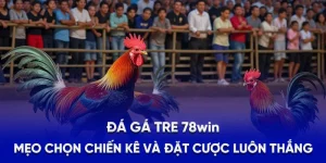 Đá Gá Tre 78WIN - Mẹo Chọn Chiến Kê Và Đặt Cược Luôn Thắng